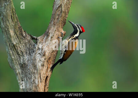 Lesser goldenback woodpecker, Dinopium benghalense,  Female, Western Ghats, India. Stock Photo