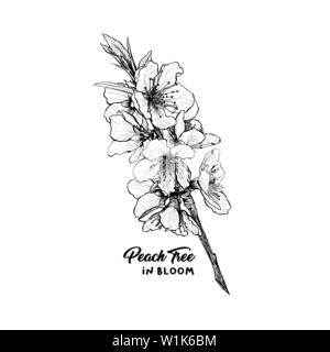 Peach flowers hand drawn vector illustration. Blossom, spring, blooming ink pen sketch. Black and white clipart. Realistic branch freehand drawing. Isolated monochrome floral design element Stock Vector