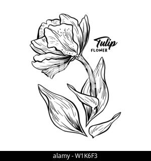 Tulip hand drawn vector illustration. Linear blossom ink pen sketch. Black and white blooming clipart. Realistic wildflower freehand drawing. Isolated monochrome floral, botanical design elemen Stock Vector