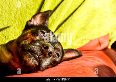 Black dog - sad rescue dog waiting for his owner to come back and pick him up Stock Photo