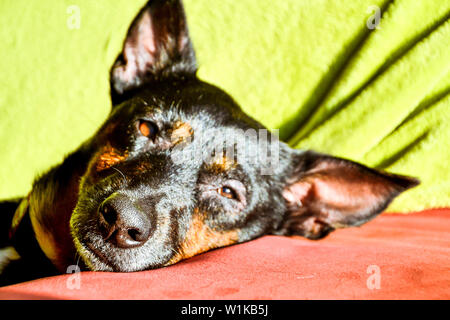 Black dog - sad rescue dog waiting for his owner to come back and pick him up Stock Photo