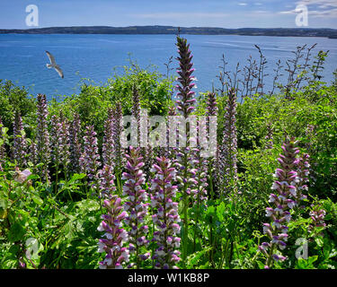 GB - DEVON: Acanthaceae along the coastal path near Torquay Stock Photo