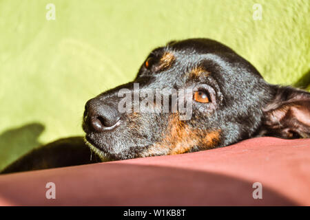 Black dog - sad rescue dog waiting for his owner to come back and pick him up Stock Photo