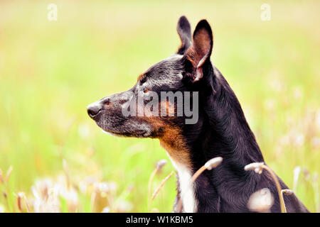 Rescue dog - cute black mongrel sitting on a grass, sunny morning meadow Stock Photo