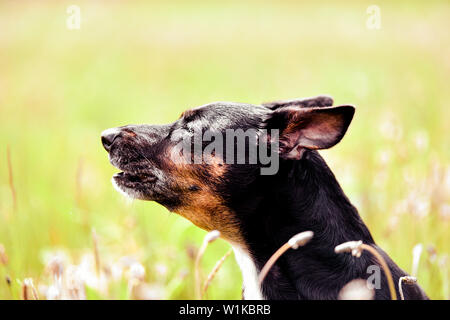 Rescue dog - cute black mongrel sitting on a grass, sunny morning meadow Stock Photo