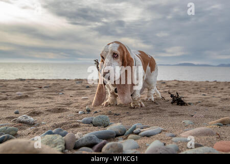 Wide-angle close-up of Basset Hound holding some seaweed on a beach, England Stock Photo