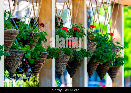 Row of hanging flowers pot containing on The Roof for cozy decoration. Stock Photo