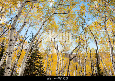 Brilliant yellow Aspen trees reach towards the autumn sky on Rob's Trail in Park City, Utah. (c) 2016 Tom Kelly Stock Photo