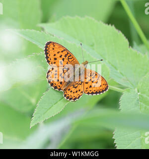 Brenthis ino, known as the lesser marbled fritillary, a butterfly of the family Nymphalidae Stock Photo