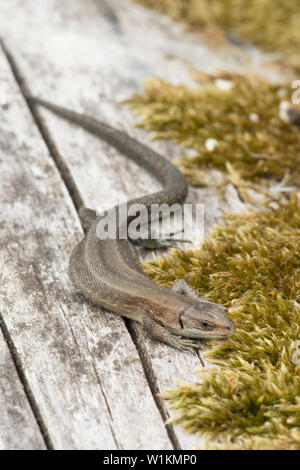 Common Lizard, Zootoca vivipara, Viviparous lizard, sunning, warming itself on old log, Essex, UK, May
