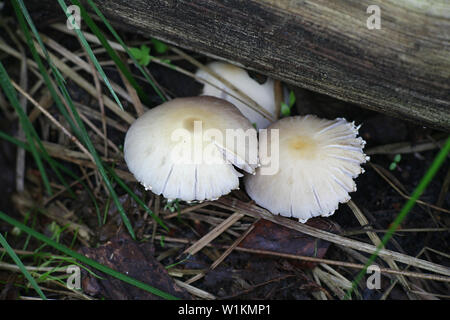 Psathyrella candolleana, known as pale brittlestem mushroom or common psathyrella Stock Photo