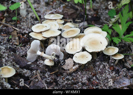 Agrocybe praecox, known as  Spring Fieldcap mushroom Stock Photo