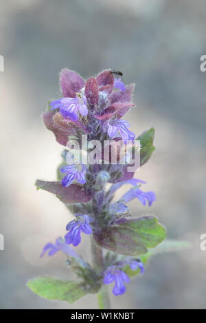 Ajuga reptans, known as bugle, blue bugle, bugleherb, bugleweed, carpetweed, carpet bugleweed, and common bugle, growing wild in Finland Stock Photo