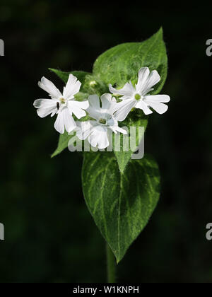 Silene latifolia, known as white campion or bladder campion, growing wild in Finland Stock Photo