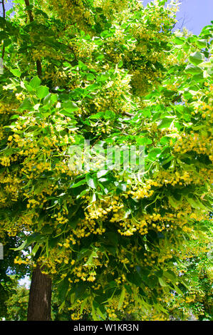 Green linden tree with yellow flowers, summer, Czech Republic Stock Photo