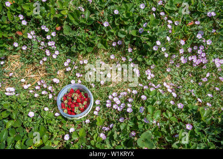 A bucket of strawberries picked in a strawberry farm on summer meadow with wild flower Stock Photo