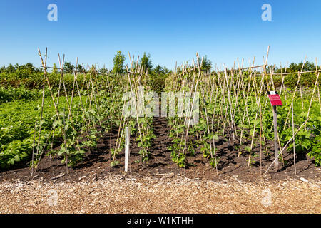 Phaseolus vulgaris 'Piet Visser' climbing up bamboo canes in the Historical Garden Aalsmeer, North Holland, The Netherlands. Stock Photo