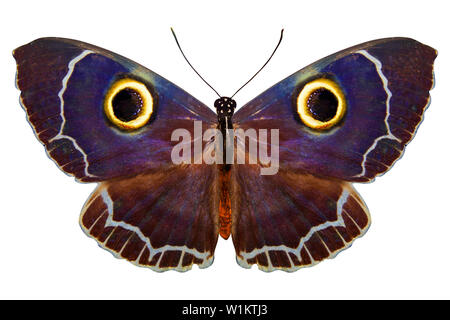 owl-like  butterfly on the wings. isolated on white background Stock Photo