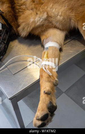 Intravenous catheter in the cephalic vein of a dog in a preoperatory ...