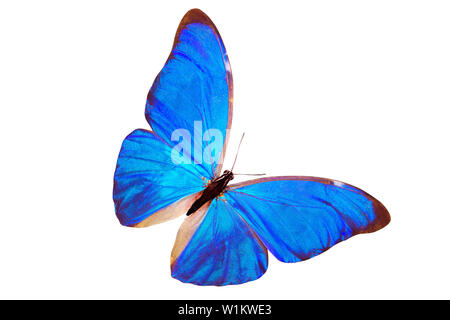 tropical blue butterfly Morpho anaxibia. isolated on white background Stock Photo