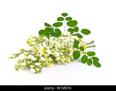 Moringa flowers on a white background Stock Photo