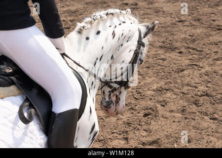 description: horse training in the stable. Head close-up Stock Photo