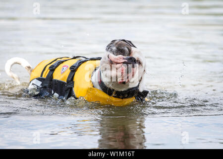 American Bulldog in the water shaking itself Stock Photo
