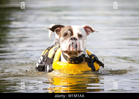 American Bulldog in the water with a lifejacket Stock Photo