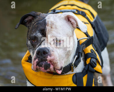 American Bulldog in the water with a lifejacket Stock Photo