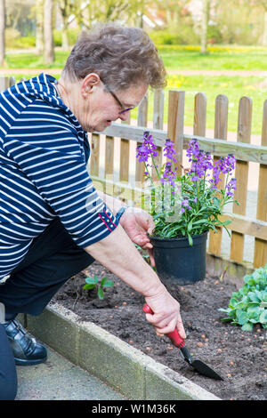 Caucasian elderly woman planting purple pot plant in garden soil Stock Photo