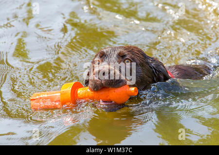One brown labrador dog with orange rubber toy swims in natural  water Stock Photo