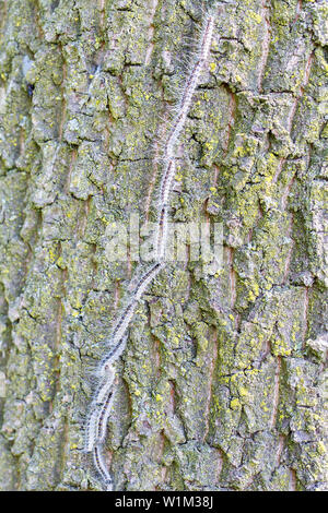 Procession to nest of oak process caterpillars on oak tree trunk Stock Photo