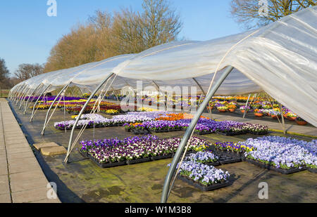 Open plastic european  greenhouse with   colorful flowering pansies Stock Photo
