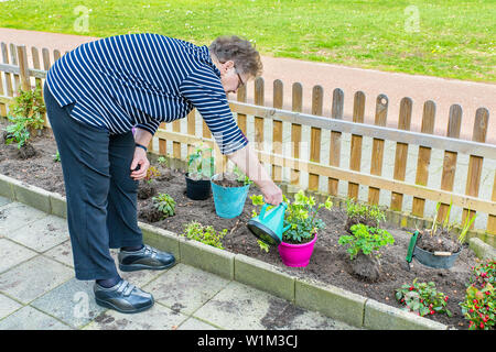 Elderly dutch woman  watering plant in garden with watering can Stock Photo