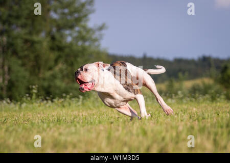 are american bulldogs good running dogs