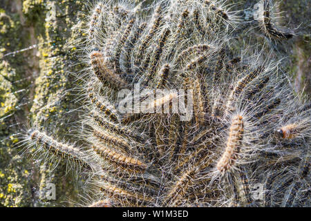 Nest of many oak process caterpillars together on oak tree trunk Stock Photo