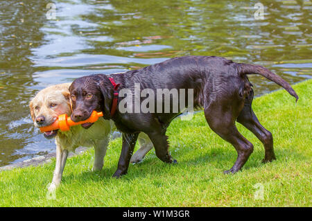 Two labrador dogs biting on orange rubber toy on water side Stock Photo