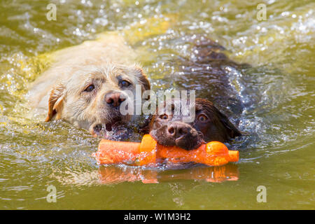Two labrador dogs with orange rubber toy swim side by side in natural  water Stock Photo