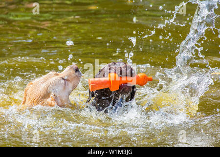 Two labrador dogs with orange rubber toy swimming in water of pond Stock Photo