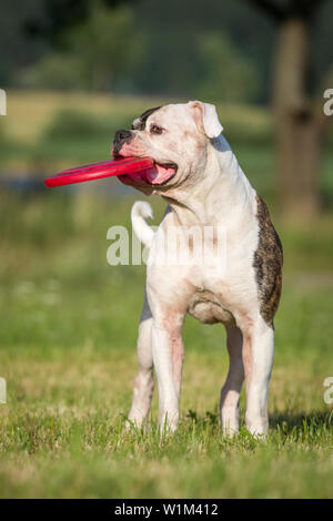 American Bulldog with a frisbee Stock Photo