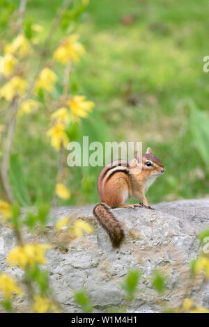 An Eastern Chipmunk poses on a stone wall, surrounded by flowering forsythia, in Scarborough, Ontario.