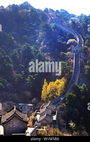 Vertical panoramic view of the Mutianyu section of the Great Wall of China, surrounded by green and yellow vegetation under a cold blue morning light, Stock Photo