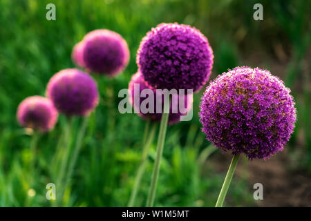 Giant violet Onion (Allium Giganteum) flowers blooming Stock Photo