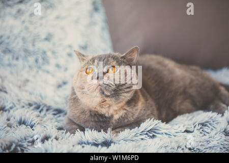 Cute dreaming cat lying on a blue blanket Stock Photo