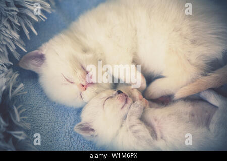 Little kitten sleeping with newborn kitten on a blanket in the shape of a heart Stock Photo