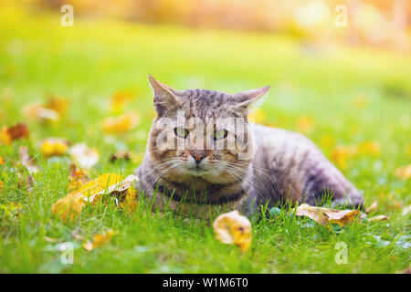 Cat lying down on the fallen leaves in autumn, enjoying fine weather Stock Photo