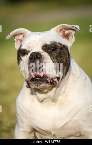 10 years old American Bulldog female, portrait