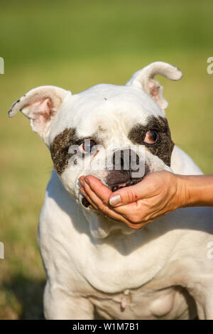 10 years old American Bulldog female, laying her head in the hands of her owner