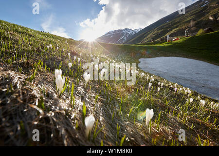 Crocus in full bloom on green landscape, Otztal, Austria Stock Photo
