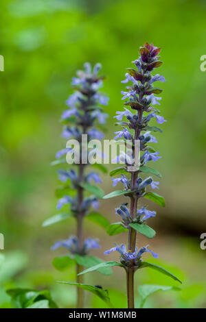 Bugle (Ajuga reptans) in flower in a woodland in the southwest of England. Also known as Blue Bugle, Bugleherb, Bugleweed, Carpetweed, Carpet bugleweed or Common Bugle. Stock Photo